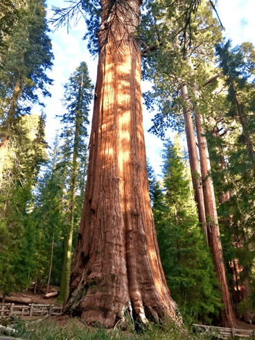 Sequoia National Forest Random